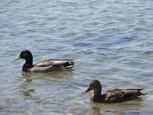 duck lake water