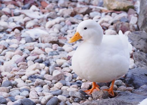 duck 家鴨 鶩