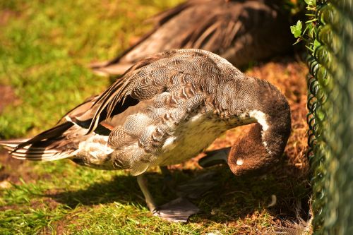 duck feather bird