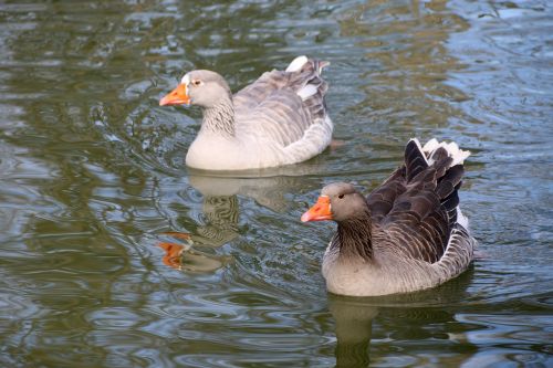 duck bird animal