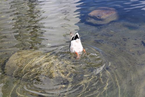 duck diving bird