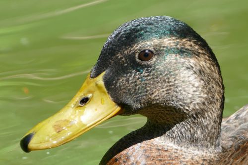 duck water pond