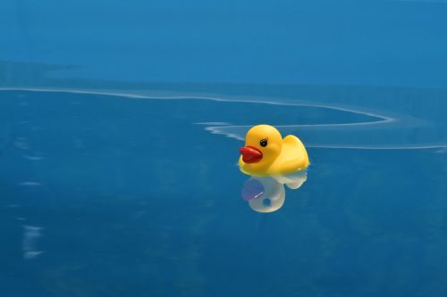 duck toy water