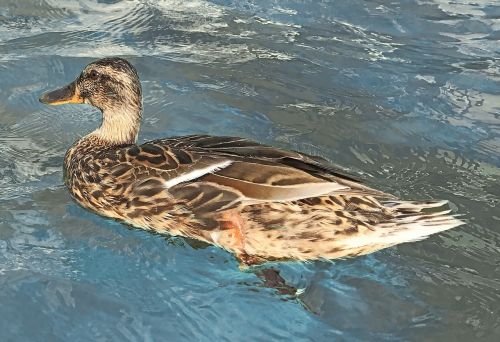 duck park water bird