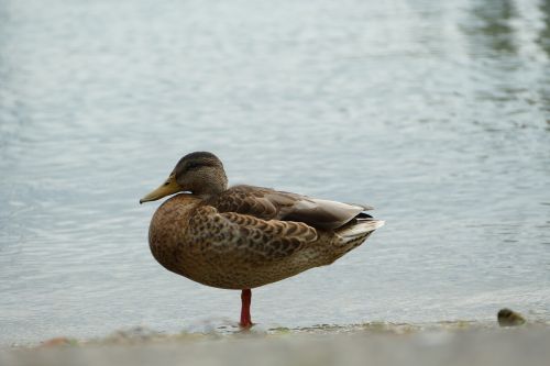 duck water bird plumage