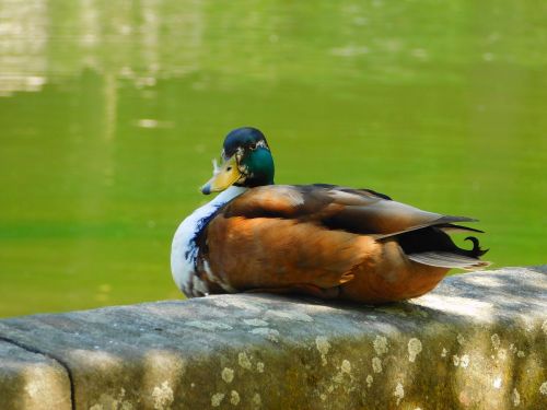 duck water bird on the wall