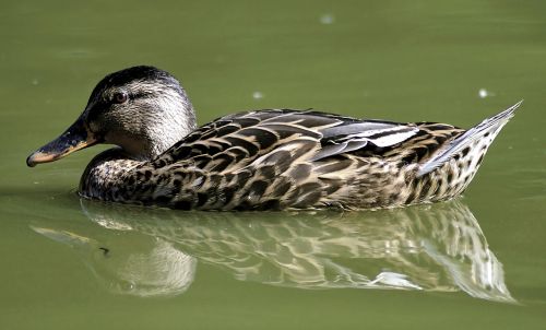 duck mallard water bird