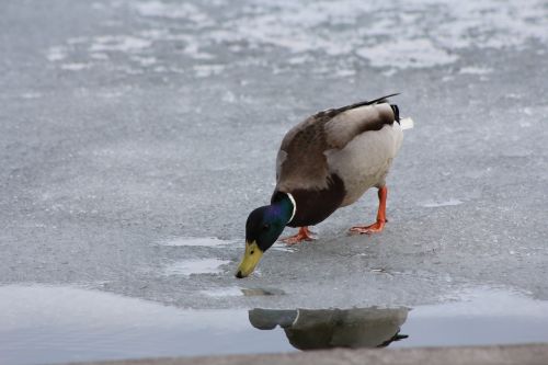 duck water drinks