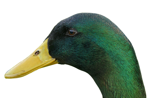 duck drake bill