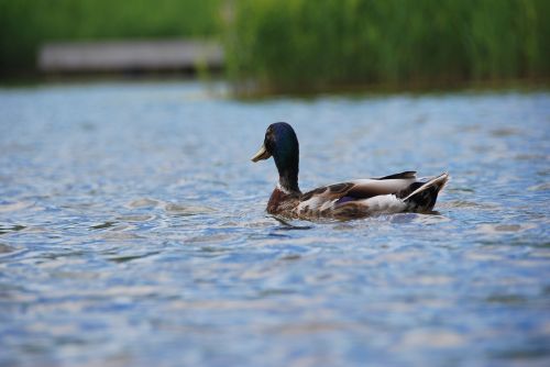 duck rest water