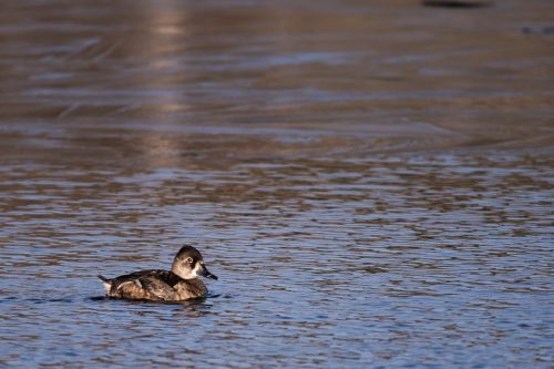 duck water mallard