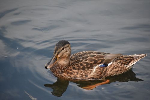 duck close-up swim