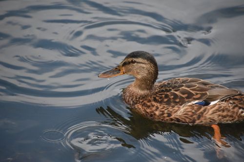 duck close-up blue