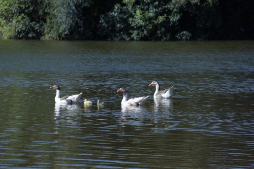 duck ducks nature