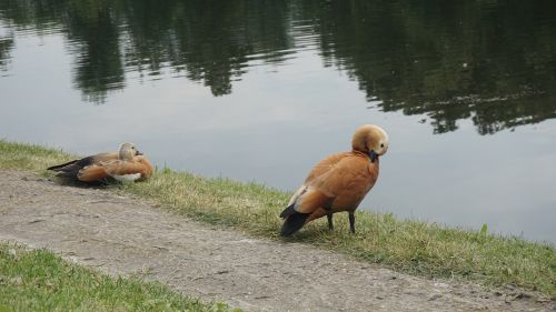 duck animals bird