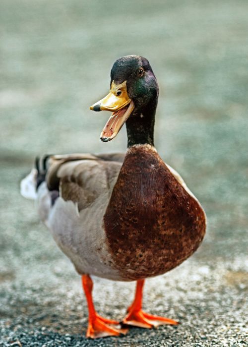 duck beak feather