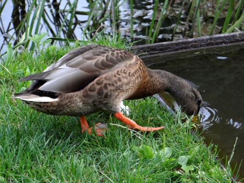 duck water bird water