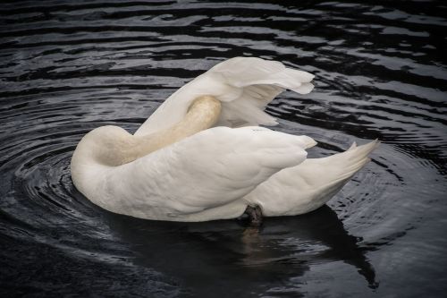 duck swan bird