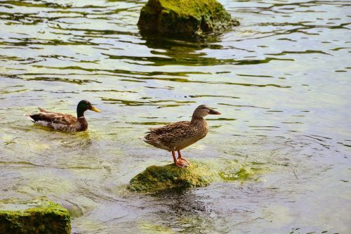 duck swim rest