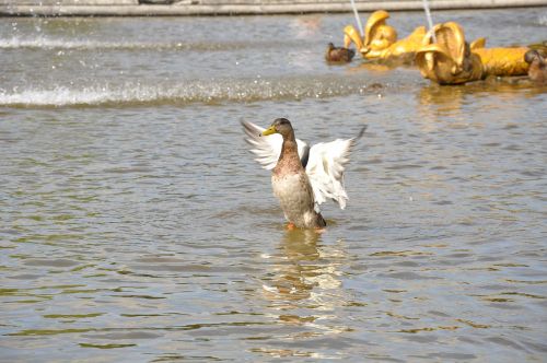 duck fountain water