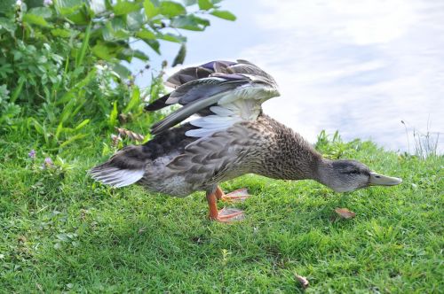 duck plumage water bird