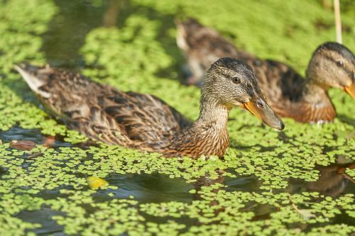 duck pond water bird