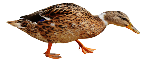 duck water bird poultry