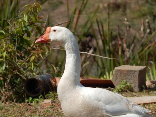 duck field birds