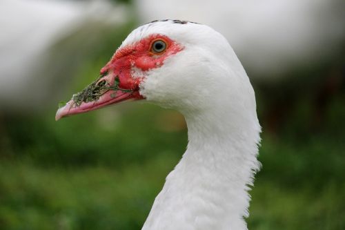 duck red beak grass