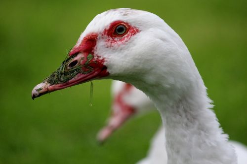 duck white beak red