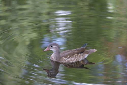 duck bird water bird