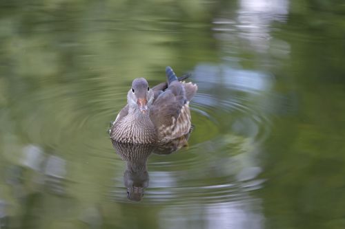 duck bird water bird