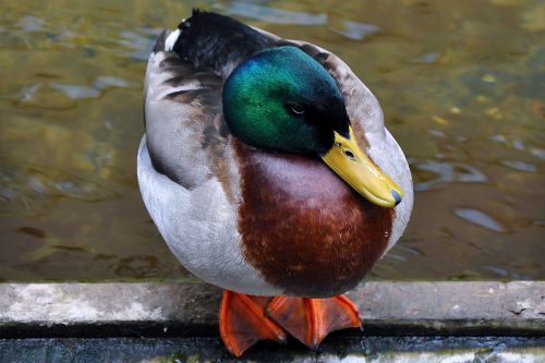 duck water animal