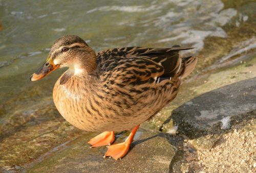 duck animal bird