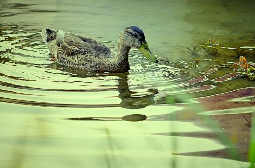 duck pond nature