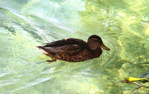 duck lake nature