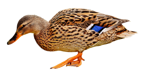 duck water bird poultry
