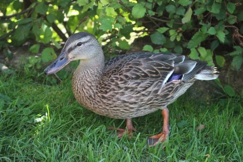 duck mallard bird