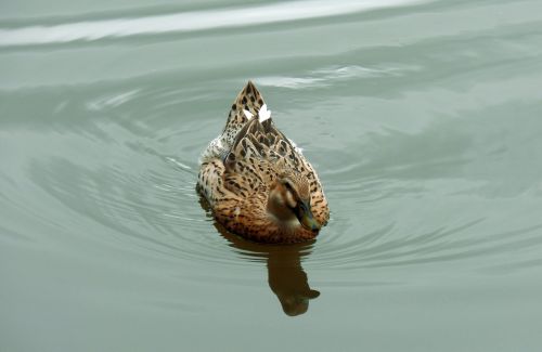 duck pond waterfowl