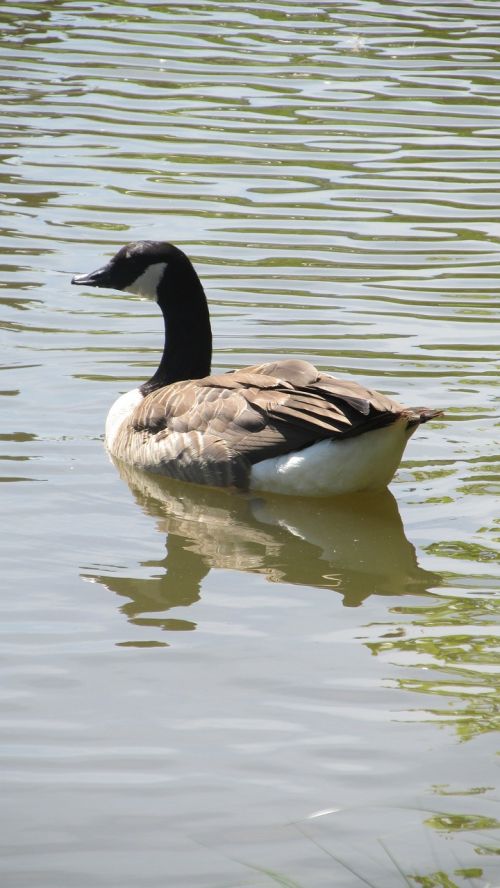 duck landscape male