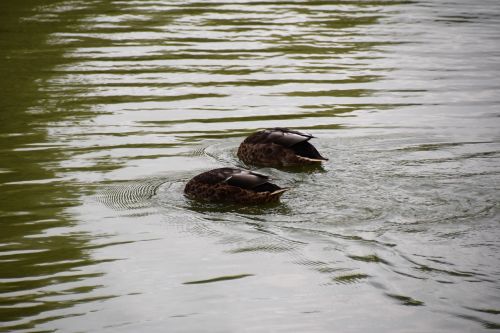 duck lake wild ducks