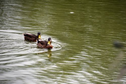 duck lake wild ducks