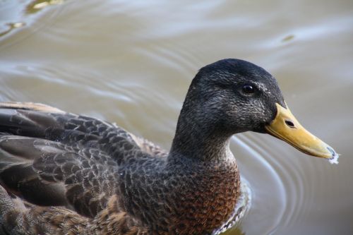 duck bird nature