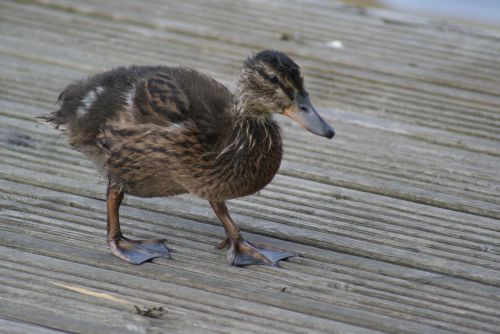 duck determined determination