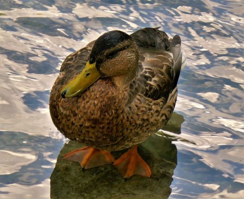 duck bill duck feet