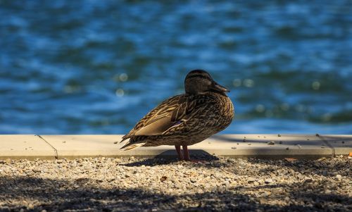 duck lake constance mallard