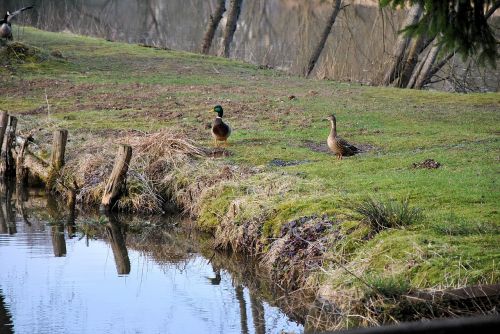 duck animal nature