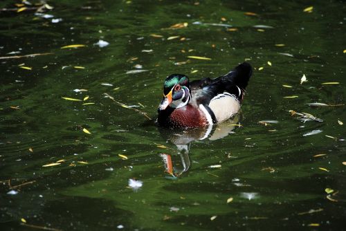 duck animal nature