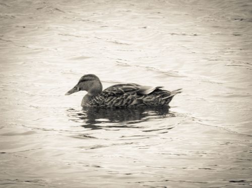 duck water split toning