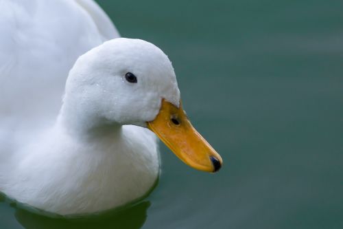 duck white duck bird